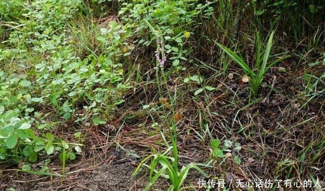 蛇崽草|农村一种奇草，蛇见到就怕，人称“蛇崽草”，民间常用来煲鸡汤