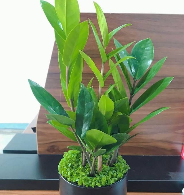 透水|金钱树的盆土干了以后浇透水一样的黄叶掉叶,金钱树该怎么浇水