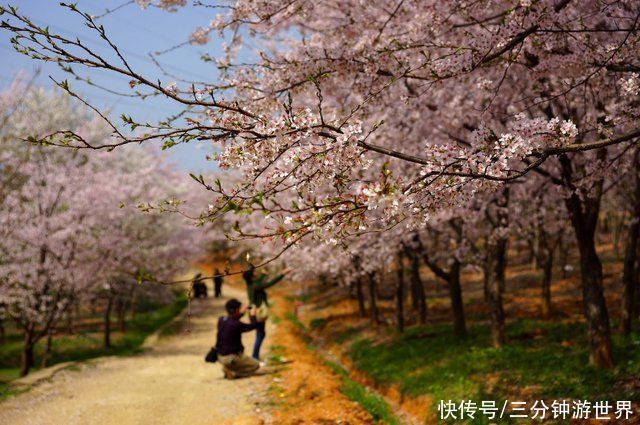 世界最大樱花基地，不在日本而在中国，漫天粉色惊艳世界