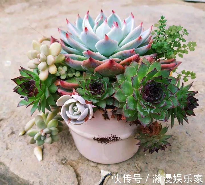 老少皆宜|农村爷爷养多肉,破缸、破鞋里都塞满,照样养的肥嘟嘟!