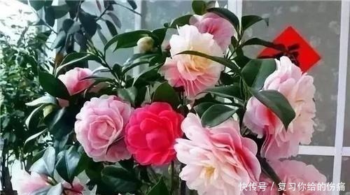 花期|什么淘米水、黄豆水，都不如1勺粉末，用来养花，花开爆盆！