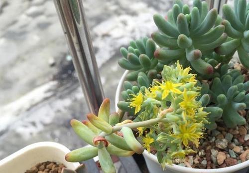 这些多肉不该开花 开花后元气大减 花友 后悔才知道 快资讯 这些多肉不该开花 开花后元气大减 花友 后悔才知道 快资讯