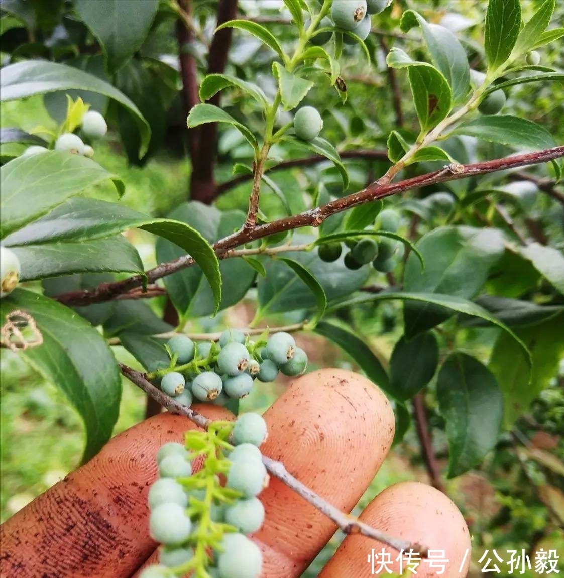 美味|农村这种植物，含有天然的黑色素，可将米饭染成黑色，果实很美味