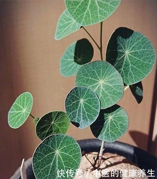 别养绿萝了,这20种耐阴植物,养在家里更合适!