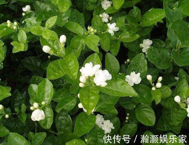 花期|茉莉花“花期”150天,学会这2个“养花窍门”,你也能轻松做到!
