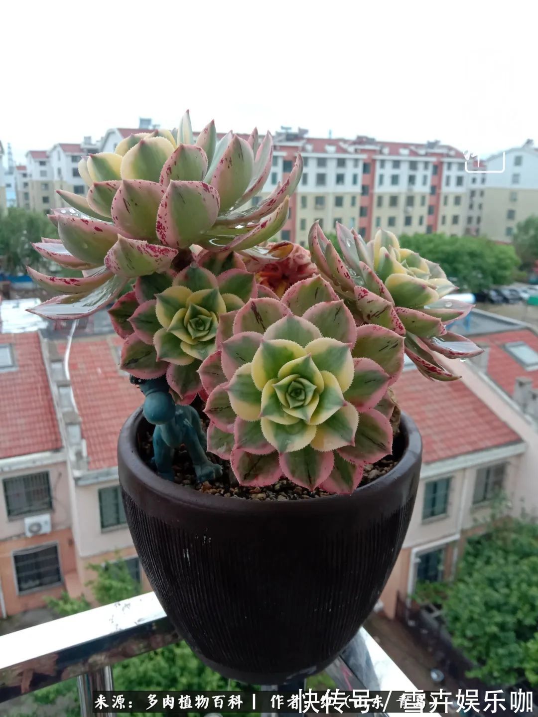 红稚莲|多肉度个夏,回到解放前!曾经有多美,现在就有多丑!