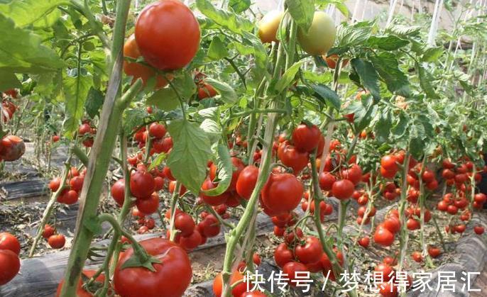 润肠|又被称“长寿果”,防癌降血压,健胃润肠,女人多吃皮肤嫩气色好