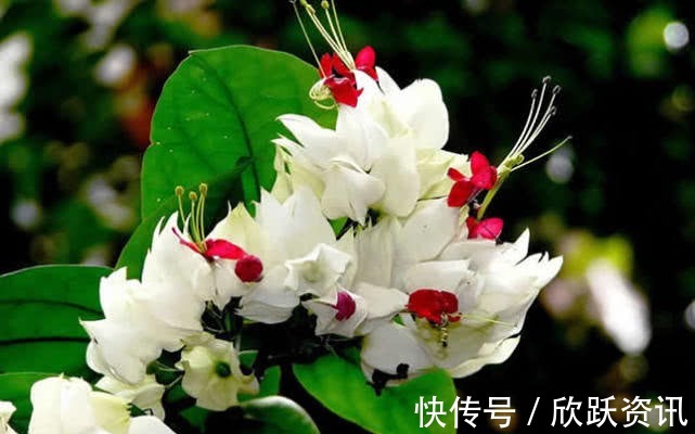 2色|一种新型花卉“龙吐珠”，1朵花开2色，开花一串串，高贵寓意好