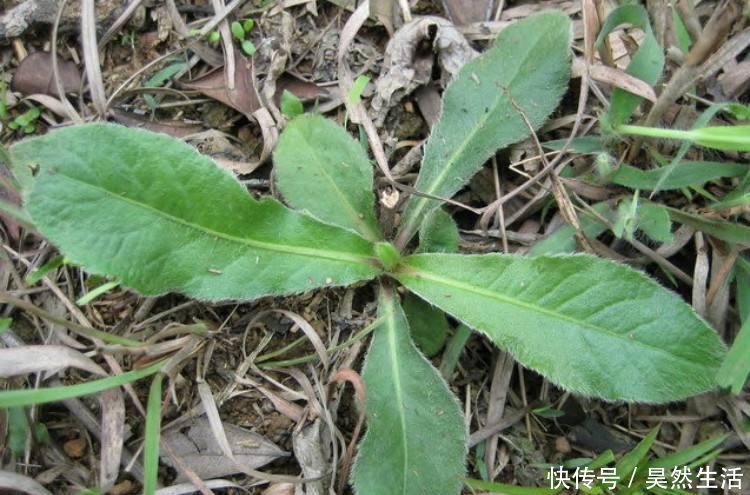 植物|此物俗称“土人参”，属极品中药，农村到处是，却少有人识，可惜