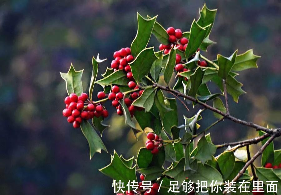 植物刺|有刺植物的刺是如何起源和演变的？有什么类型和效用？