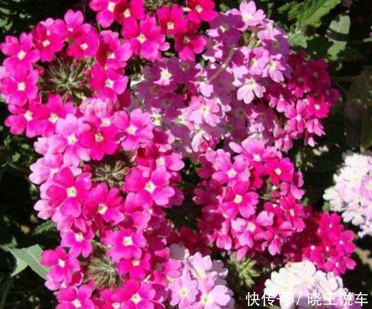 夏天家里养此款花,花期长花量大,惊艳如花球,美翻了