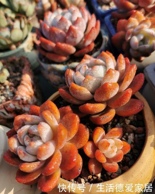 想要橙梦露|12月养一盆橙梦露,低温刺激半个月,颜色温暖迷人,值得拥有!