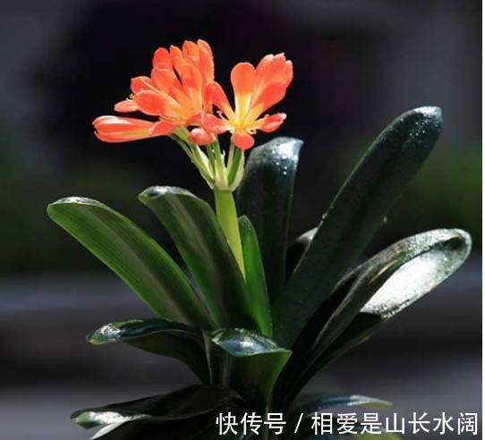 家里养花别乱养花!这4种花养人又镇宅,可惜很多人忽视了!