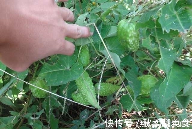 野果|灌丛中生长的野果,用手一掐乳汁直流,好多人叫不上它的名字