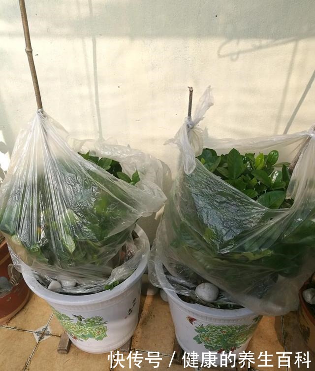 买的花总不活,秘密全在花盆里,搬起来看看才知道!