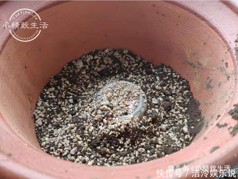 君子兰|1个小方法，让君子兰不再烂根，解决新手浇水难题，浇多了也不怕