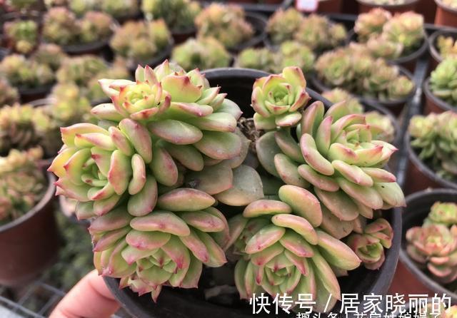 5种多肉,多晒晒就“脸红”,颜值高爱爆盆,是多肉佳品