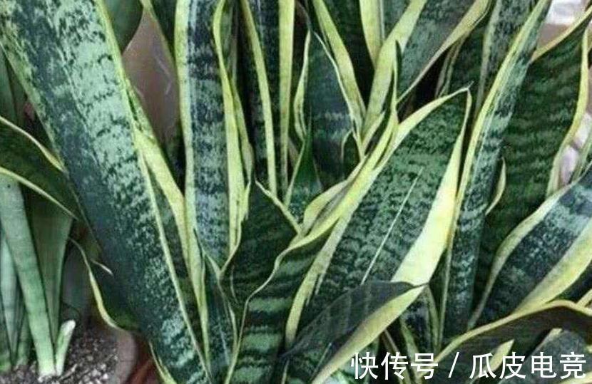 虎皮兰容易饿,盆里多喂二种肥,根壮叶绿,小芽长不停