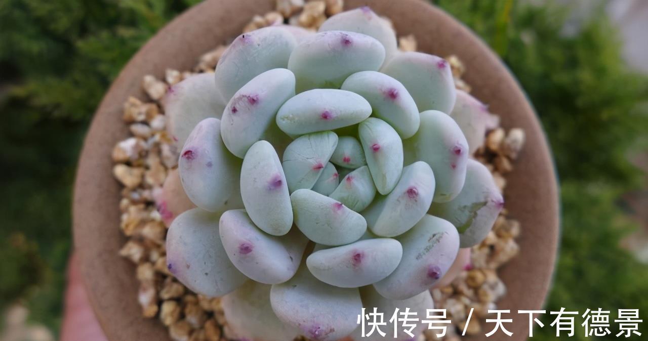 阳台党|阳台养多肉不能错过5款莲座型的品种，与价钱无关，就是很适合