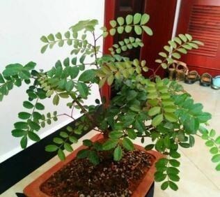 蚊子不喜欢的“5种花”,好养又漂亮,为了家人,值得多养三四盆