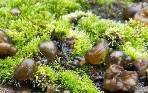 药用价值|此物是“雷公屎”,长得像木耳,价值珍贵,却不知是餐桌上的美味