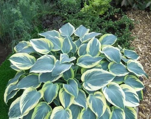 5种“阴暗花”，藏在角落里，年年自行繁殖，也能开成“仙花树”