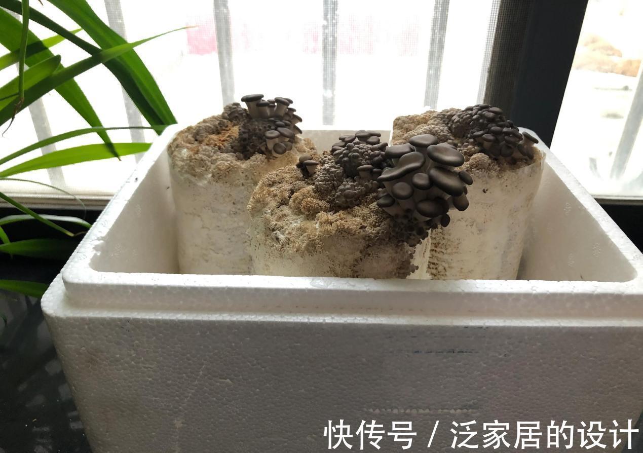 蘑菇|掌握住种植方法，居家盆栽蘑菇，好吃又好玩，观赏也不错