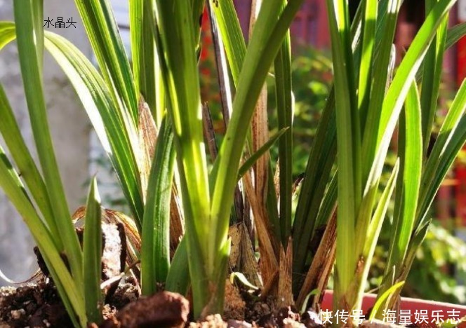 兰花|兰花烂根了怎么救花农教你几招,救活几盆烂根的兰花不成问题