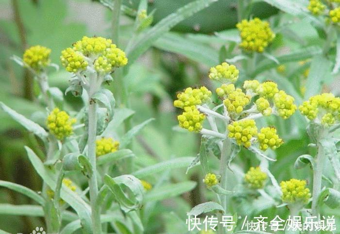 佛耳草|冬季养生要会吃,不妨多吃以下食物,降血脂,增强免疫力,试试吧