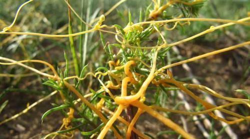 野草|农村这种野草很厉害,人称“豆阎王”,豆子最怕它,却是补肾良药