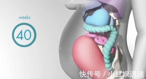 妈妈|怀胎十月,胎儿把妈妈的内脏挤哪去了?十张过程图带你了解
