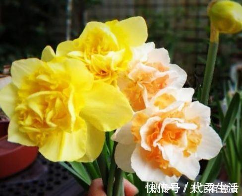 4种花养家里，福旺运旺财更旺，来年花开满园，香飘10层楼