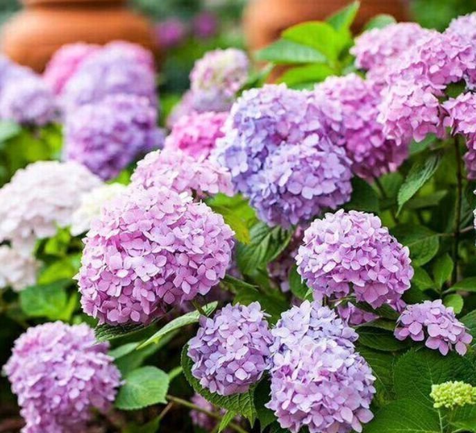 4种高颜值花，就像开花机器，花美还香味扑鼻让人“痴迷”