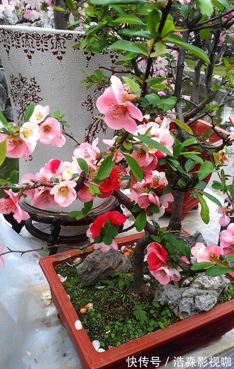 玉树|3种“老花树”,能活一百年,冬天不怕冷,开满“吉祥花”