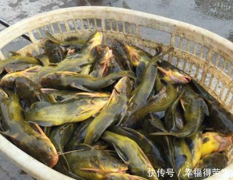  买鱼专挑3种鱼，口感鲜嫩鱼刺少，营养丰富味道好，渔民强烈推荐