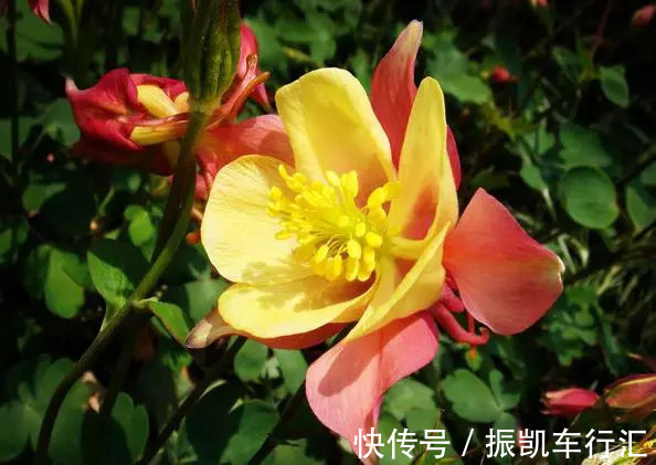 此花有着非常可爱的外表，是只要胸怀希望，努力就会成功