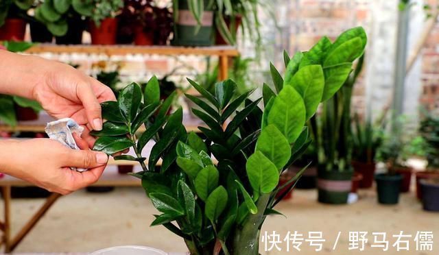 富贵竹|爱喝“啤酒”的4种花,隔几天喝1杯,不施肥也呼呼长