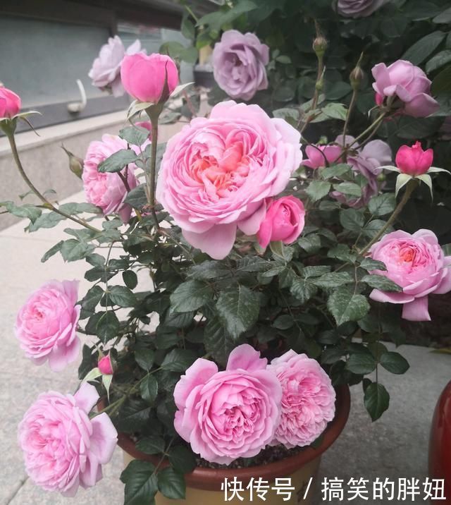 花期最长的盆栽花，全年都开花，漂亮又芳香，养护容易，值得栽培