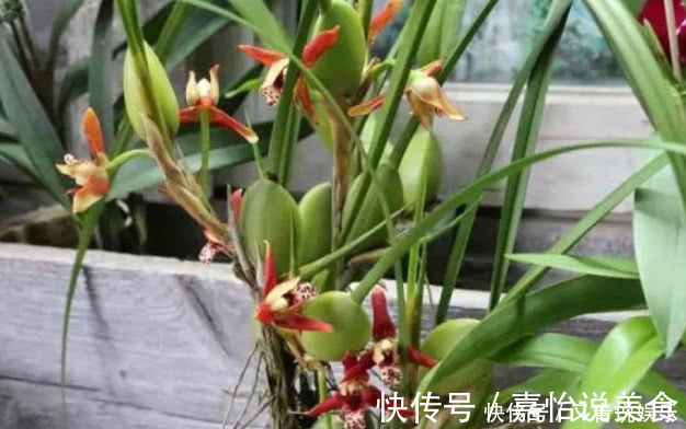 连翘花|4种“巧克力香味”的花,好养又漂亮,让人闻着就馋,养1盆真值