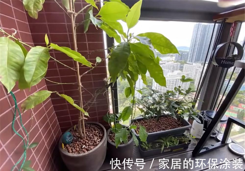不起眼的紫药水,原来掌握住用法,养花有这么多好处