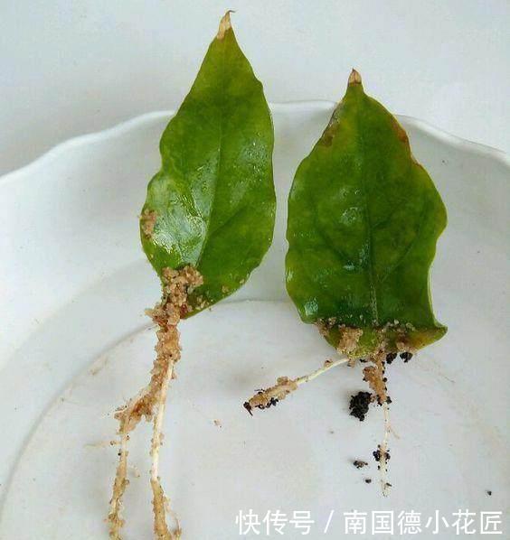 一大|这些神奇的花,掐个叶片就发芽,眨眼就是一大盆,开花特漂亮