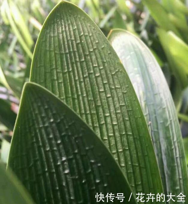妙招|养君子兰用这个小妙招,开花多、新叶多、不夹箭,叶子绿的发光