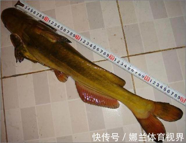 稀有!黄河巨型黄辣丁被人钓起,钓友:太大了,头回见!