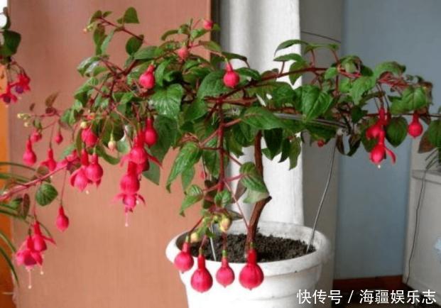 植株|这10种花夏天“晒不得”,一见强光就黄叶,赶紧搬回家