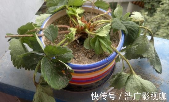 技巧|浇水、施肥不正确,极易土壤板结,教你2个技巧,下次碰到不着急