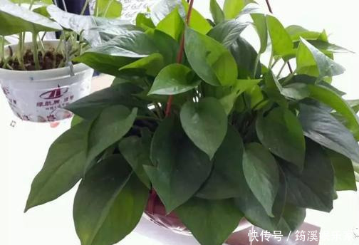 绿萝|4种花爱“吃土”,1年不换盆,盆里全是根不见土,换盆才能长好