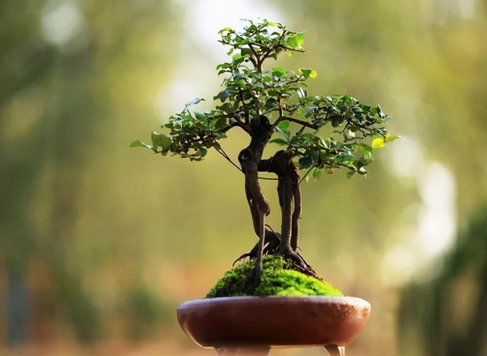  家中|苏派盆景极具名气，这6种盆景做法精妙、极具自然之感，价值高