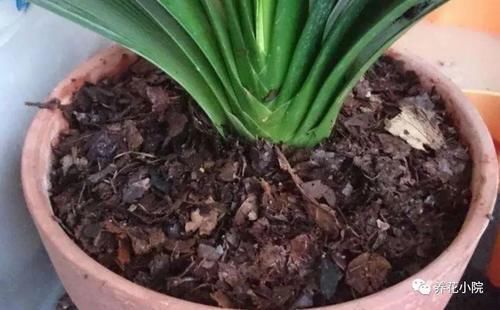 土壤|花盆里容易招小虫子,用2种简单的方法,对土壤进行消毒
