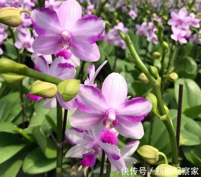 今年最火网红花,一次能开4个月,枝条挂满花蝴蝶!