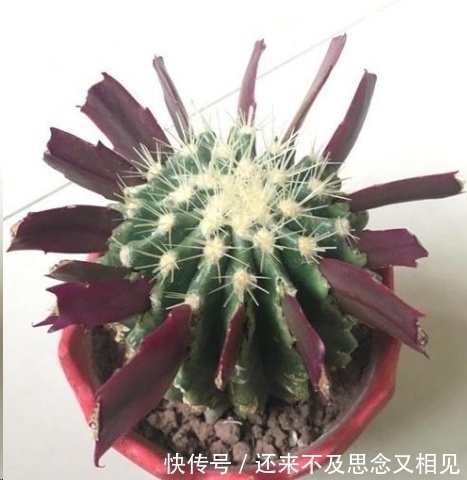 现在把蟹爪兰嫁接到仙人掌上，不用管，秋天也能开成瀑布！